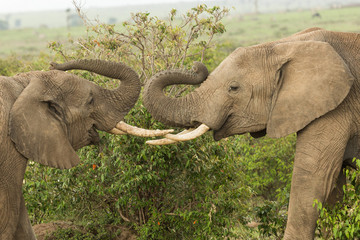 Fototapeta premium two young elephants play on the grasslands of the Maasai Mara, Kenya