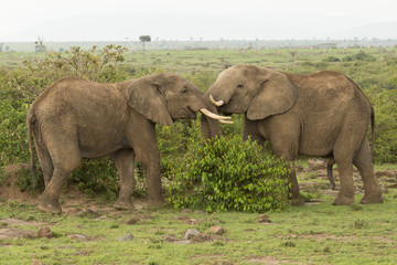 Naklejka na ściany i meble two young elephants play on the grasslands of the Maasai Mara, Kenya