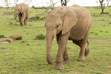 Fototapeta na wymiar elephant on the grasslands of the Maasai Mara, Kenya