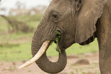 elephant grazing on the grasslands of the Maasai Mara, Kenya