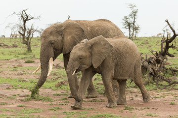 elephant grazing on the grasslands of the Maasai Mara, Kenya