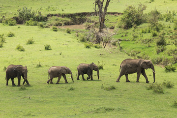 Fototapeta premium a herd of elephants moving across the grasslands of the Maasai Mara, Kenya