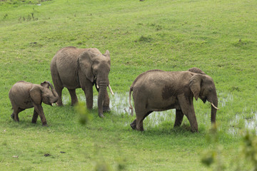 Naklejka na ściany i meble a herd of elephants moving across the grasslands of the Maasai Mara, Kenya