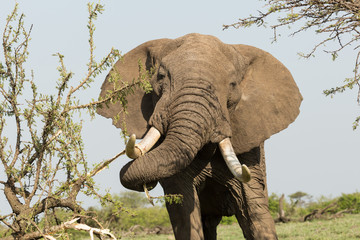 Obraz premium elephant grazing on the grasslands of the Maasai Mara, Kenya