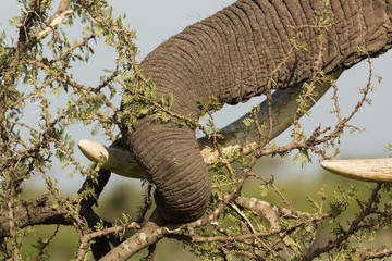an elephant eating parts of a tree on the grasslands of the Maasai Mara, Kenya