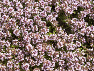 Thyme herb flowers background