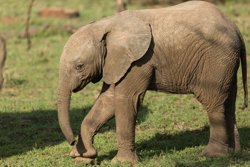 Obraz premium baby elephant on the grasslands of the Maasai Mara