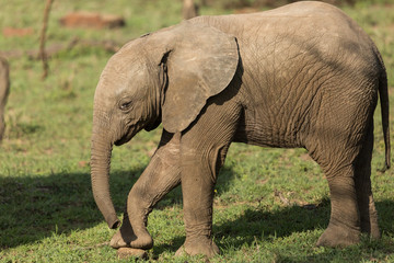 baby elephant on the grasslands of the Maasai Mara