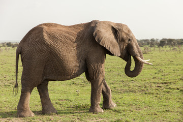 an elephant grazes on the grasslands of the Maasai Mara, Kenya