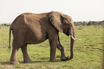 an elephant grazes on the grasslands of the Maasai Mara, Kenya