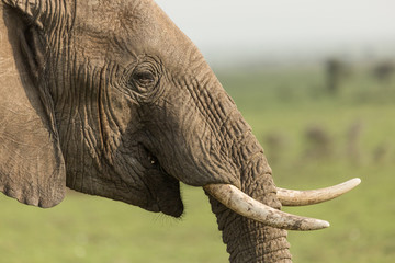 Obraz premium closeup of an elephant on the Maasai Mara, Kenya