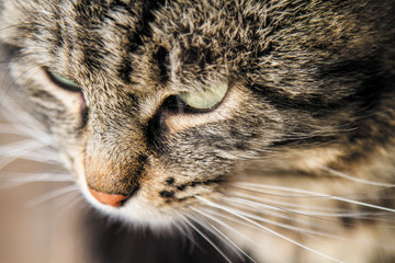 Gatto in primo piano con occhi verdi