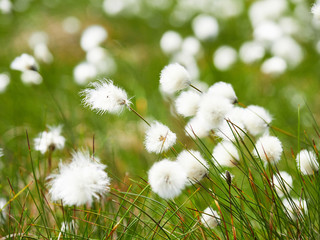 A close up of cotton grass flowers in the English countryside, UK.