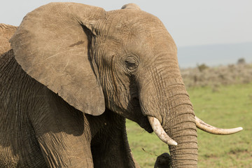 Fototapeta na wymiar an elephant grazes on the grasslands of the Maasai Mara, Kenya