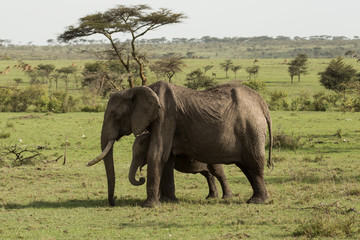 baby elephant and adults in the Maasai Mara, Kenya