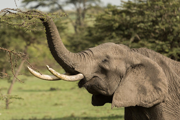 an elephant grazes on a tree in Maasai Mara
