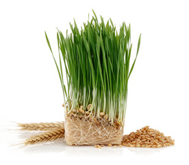 Wheat seedlings