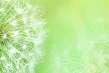 Dandelion seeds closeup blowing on light green background. Greeting card template. Soft toned. Copy space