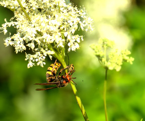 Breakfast of a hornet. Summer meadow. The hornet eating a little bug on a field flower.