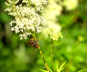 Breakfast of a hornet. Summer meadow. The hornet eating a little bug on a field flower.