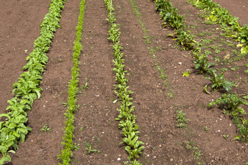 A viariety of young vegetable seedlings growing in rows with some weeds