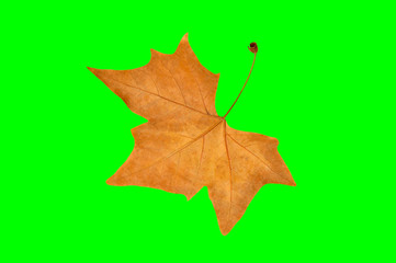 maple leaf dried