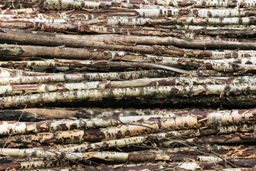 Birch Branches Horizontal