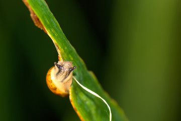 The little snail sitting on a leaf of a plant.