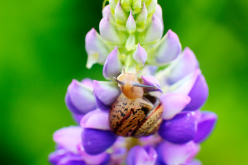 The little snail sitting on a field flower.