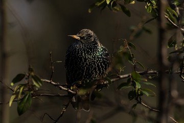 Star (Sturnus vulgaris) steht mit geschlossenen Auge auf einem Ast 