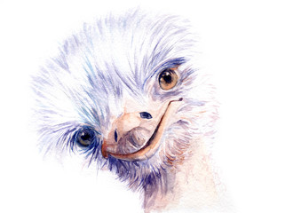 watercolor ostrich. sketch