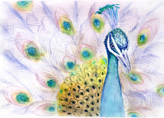 watercolor drawing peacock