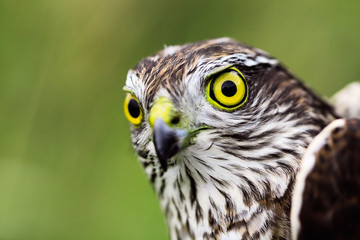 Sparrow-hawk