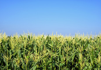 corn field and blue sky 