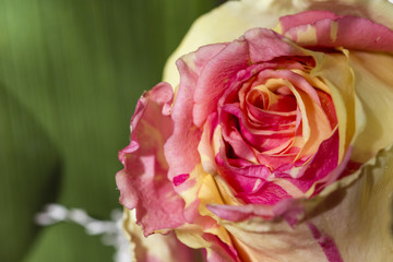 Pink rose in macro view.