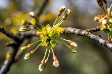 Fototapeta premium Frueh Jahr Kirsch Bluete Knospe im Lenz Garten