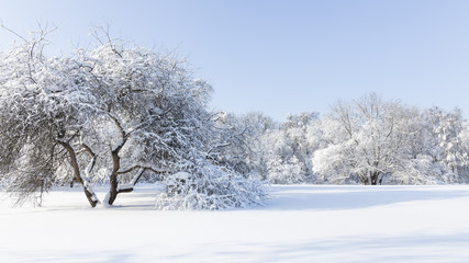 Fototapeta na wymiar White snow in a winter park