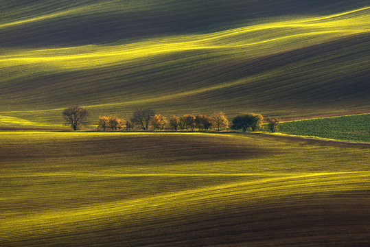 Agricultural Rolling Spring / Autumn Landscape.Natural Landscape In Brown And Yellow Color. Waved Cultivated Row Field With Beautiful Light-Shadows And Tree. Striped Undulating Abstract  Plowed Field.