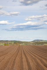 Fototapeta na wymiar Rural view of a potato field in spring