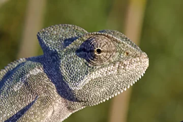 Wandcirkels Kameleon Afrikaanse basiliskenkameleon close-up  © bennytrapp