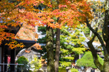 修善寺境内の紅葉