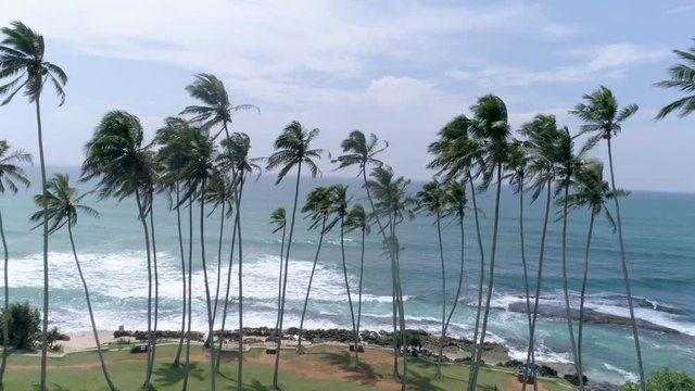 Aerial footage of palms next to the ocean in Sri Lanka. Slowmotion footage in 4k.
