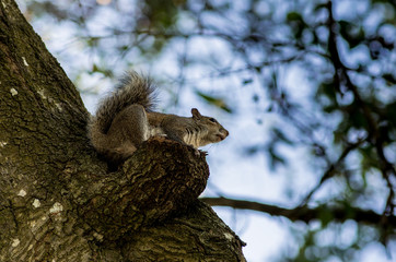 Squirrel thinking on a three