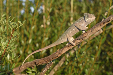 Basiliskenchamäleon (Chamaeleo africanus) - african chameleon - obrazy, fototapety, plakaty