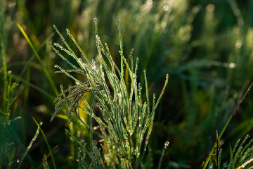 Early morning in the summer meadow