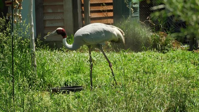 A beautiful herron at the zoo
