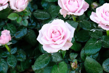 Pink roses blossom in spring nature background, flowers valentine's day