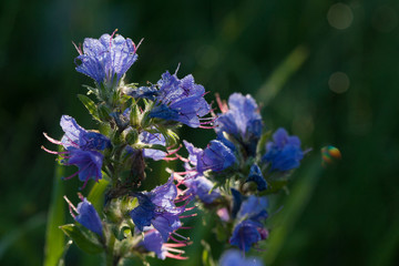 Early morning in the summer meadow