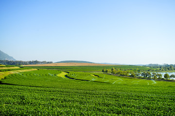 Naklejka premium Landscape of tea plantation, Green field