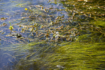 Frog in swamp